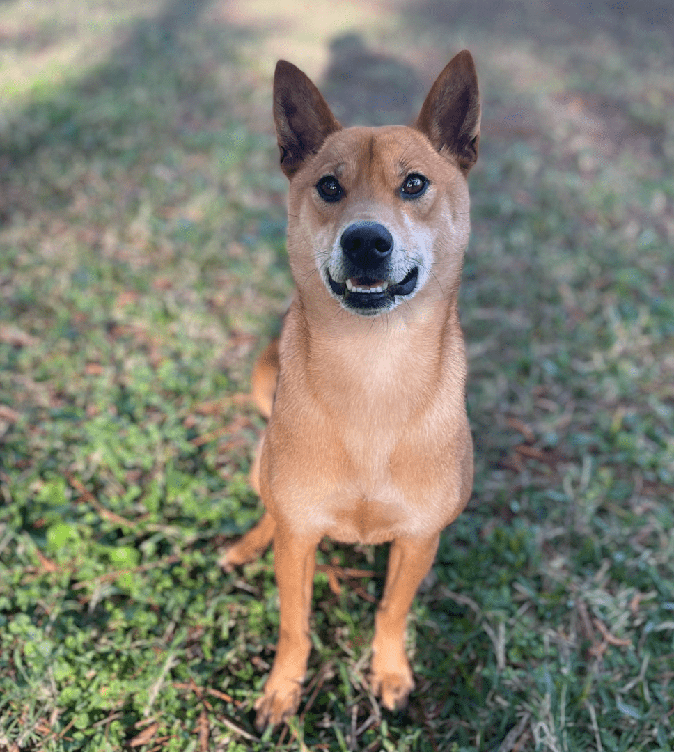 Closeup shot of brown color puppy